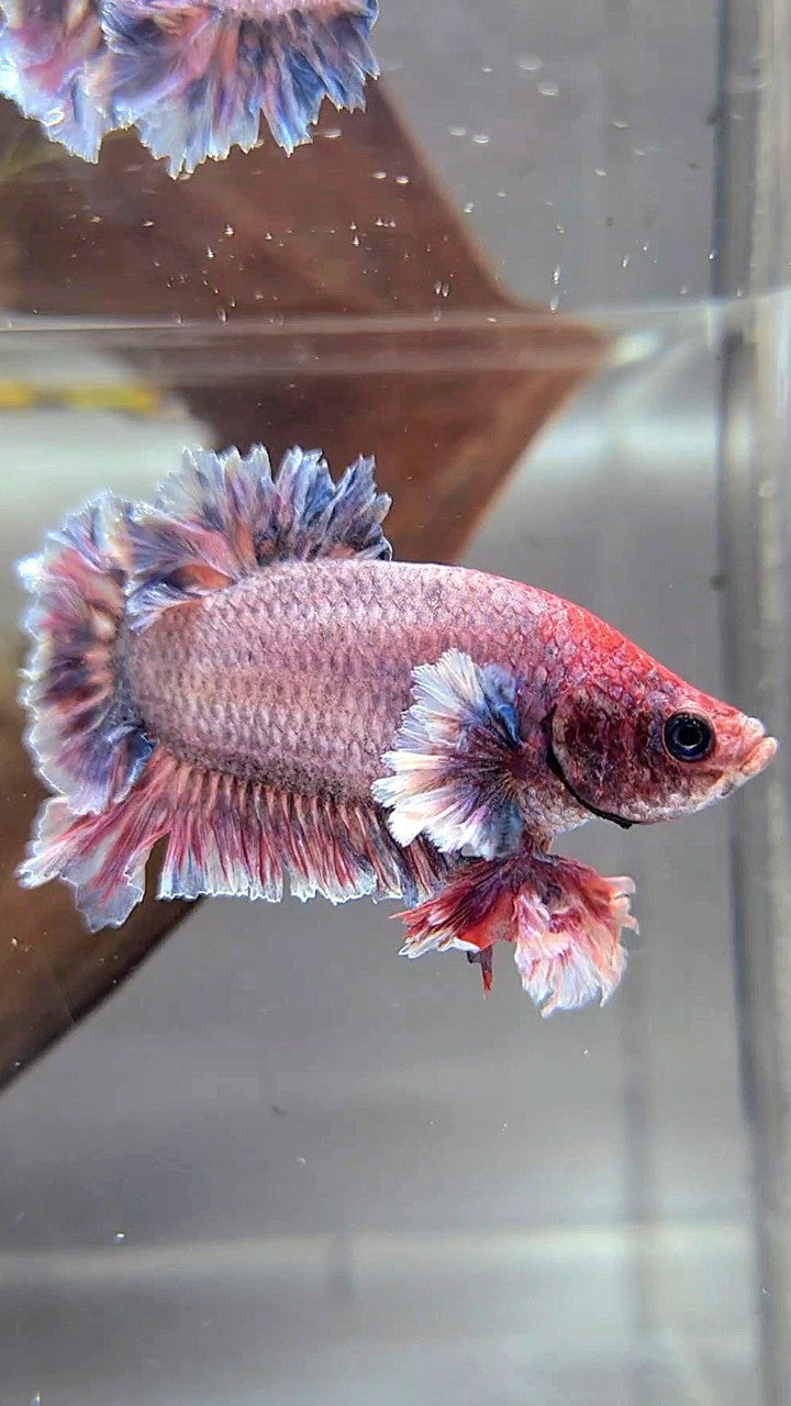 PLAKAT FEATHER TAIL BIG EAR PURPLE GRIZZLE BETTA FISH