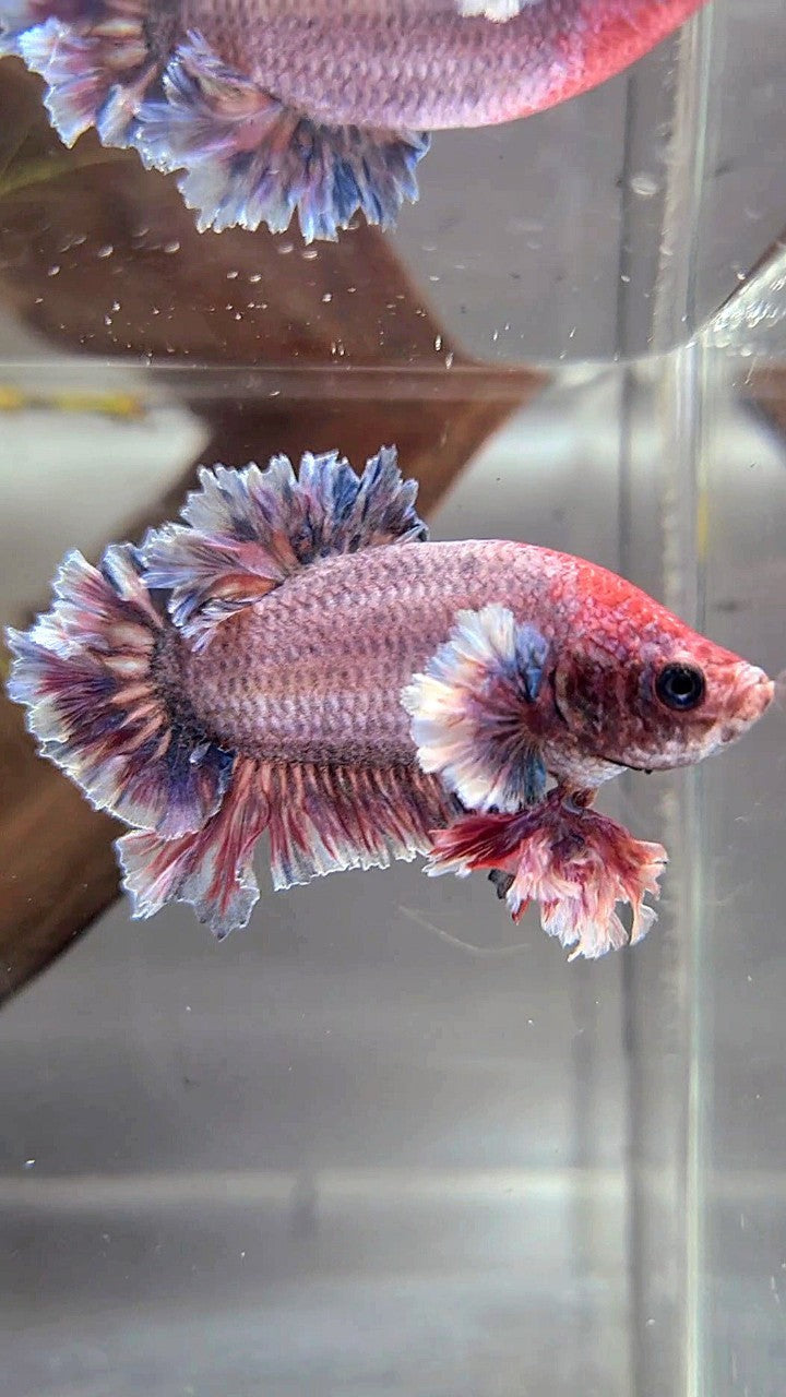 PLAKAT FEATHER TAIL BIG EAR PURPLE GRIZZLE BETTA FISH – Rare Betta Fish ...
