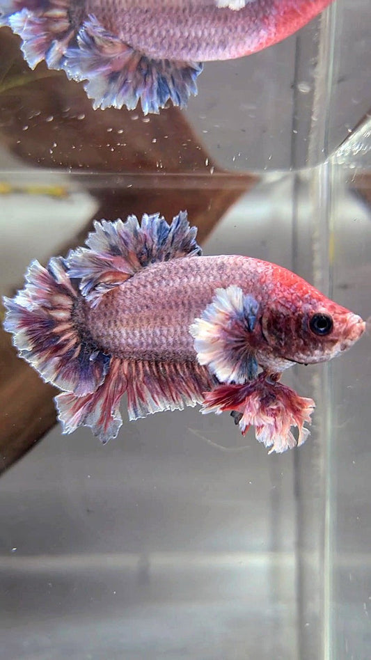 PLAKAT FEATHER TAIL BIG EAR PURPLE GRIZZLE BETTA FISH