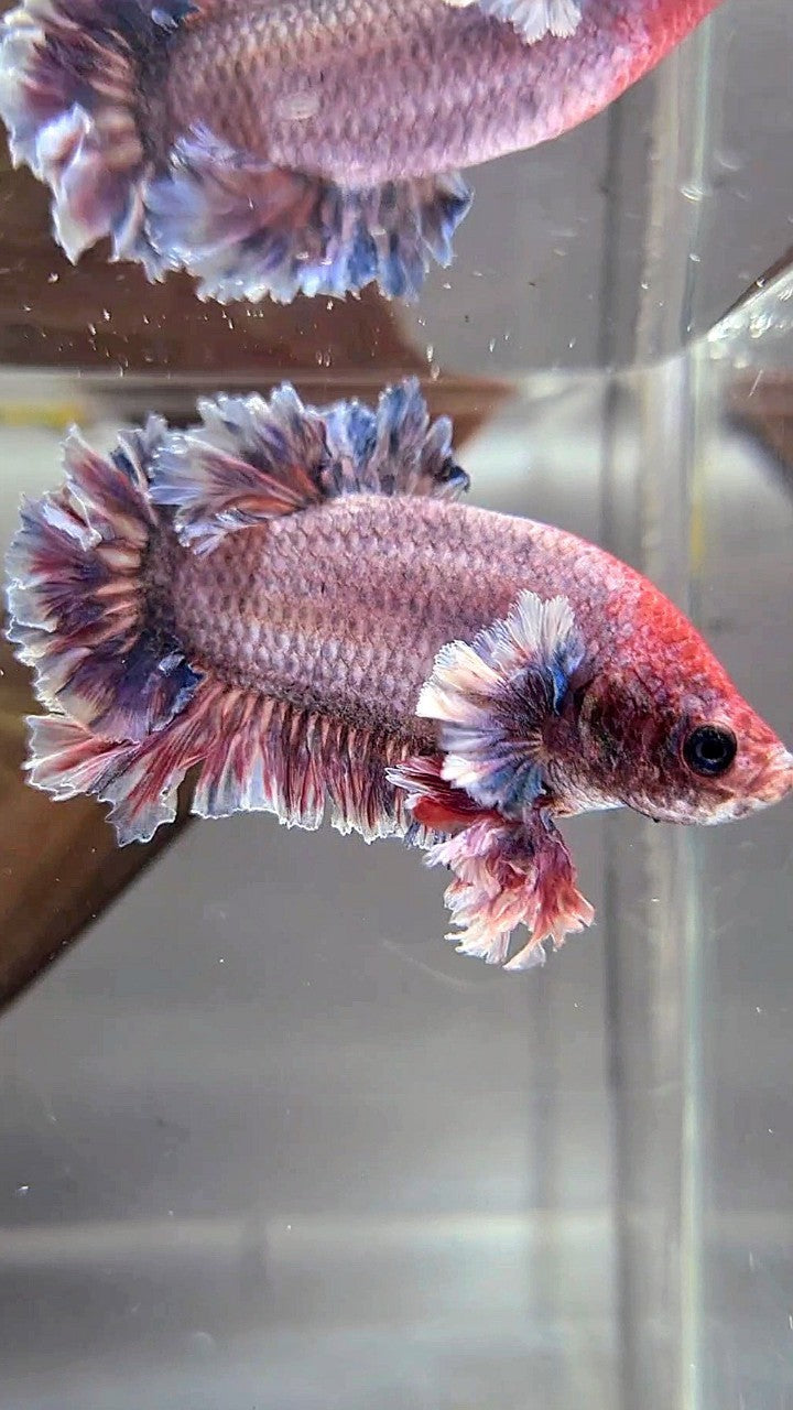 PLAKAT FEATHER TAIL BIG EAR PURPLE GRIZZLE BETTA FISH