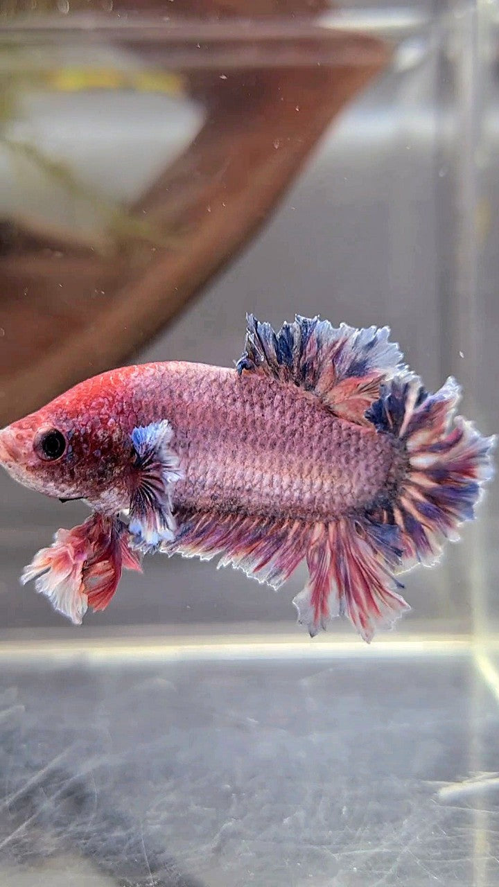 PLAKAT FEATHER TAIL BIG EAR PURPLE GRIZZLE BETTA FISH