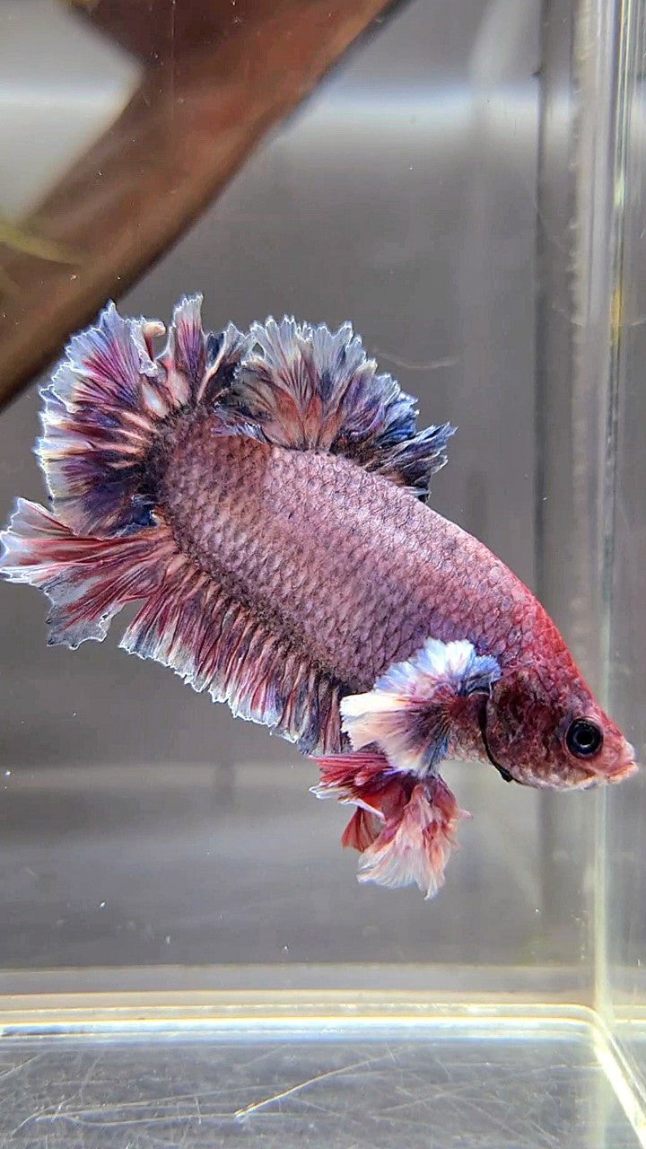 PLAKAT FEATHER TAIL BIG EAR PURPLE GRIZZLE BETTA FISH