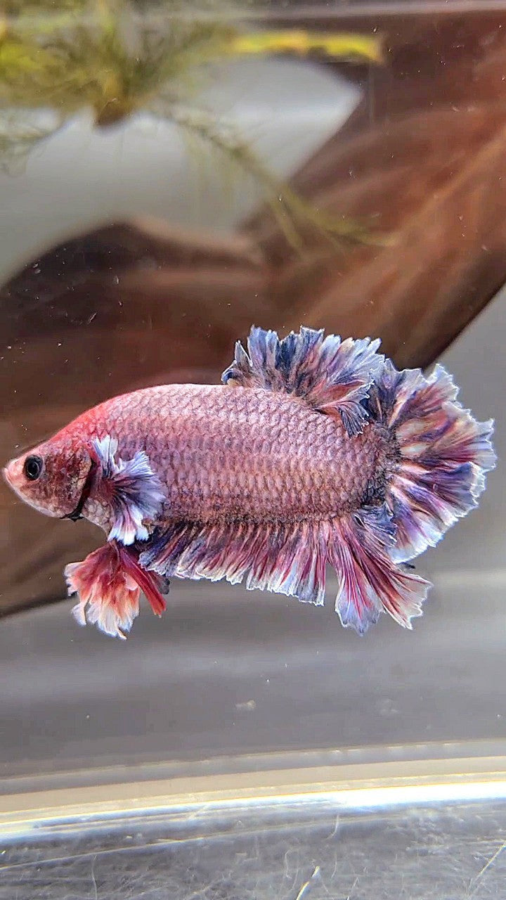 PLAKAT FEATHER TAIL BIG EAR PURPLE GRIZZLE BETTA FISH