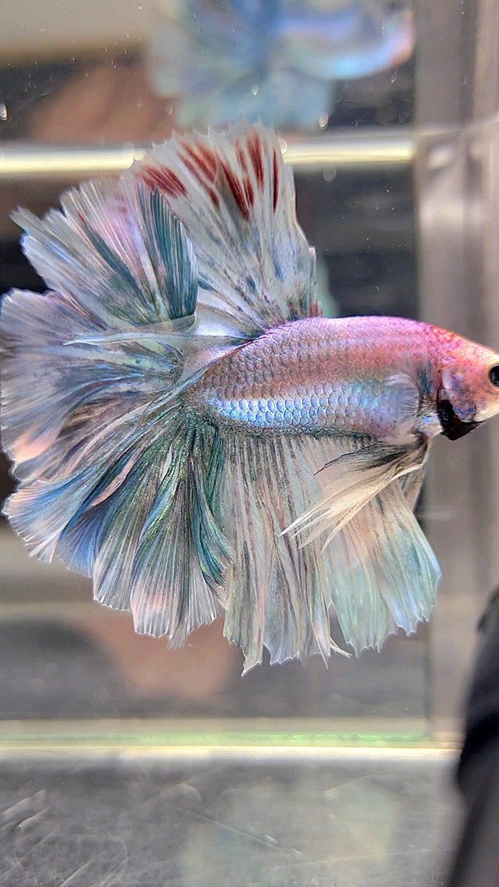 XL HALFMOON OVERTAIL ROSETAIL BLUE GRIZZLE BETTA FISH