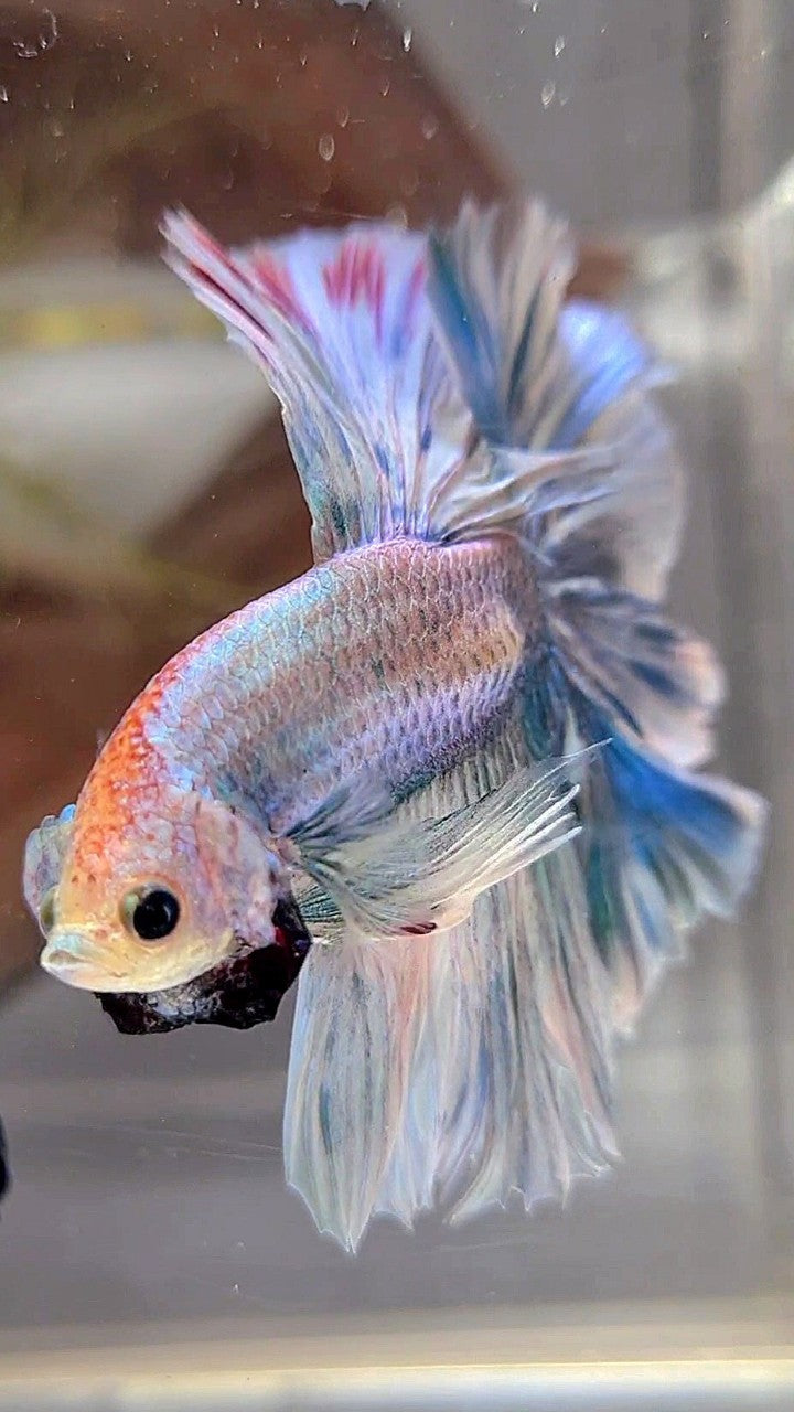 XL HALFMOON OVERTAIL ROSETAIL BLUE GRIZZLE BETTA FISH