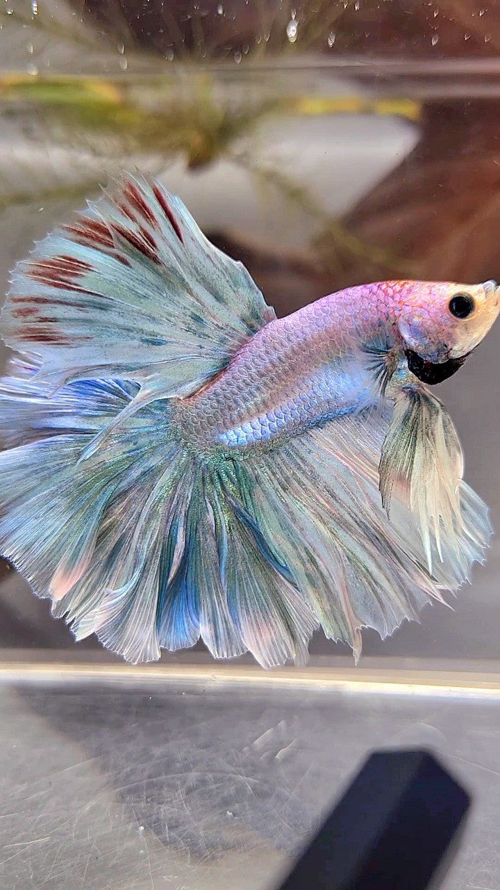 XL HALFMOON OVERTAIL ROSETAIL BLUE GRIZZLE BETTA FISH