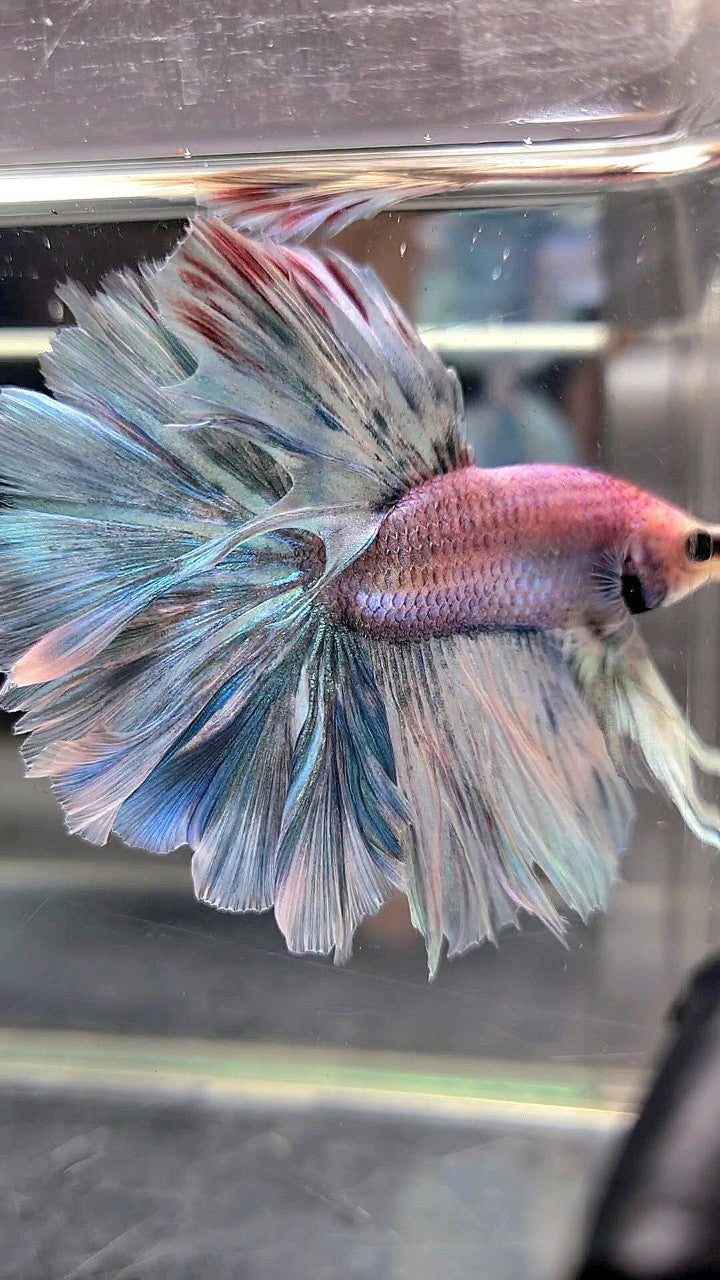 XL HALFMOON OVERTAIL ROSETAIL BLUE GRIZZLE BETTA FISH