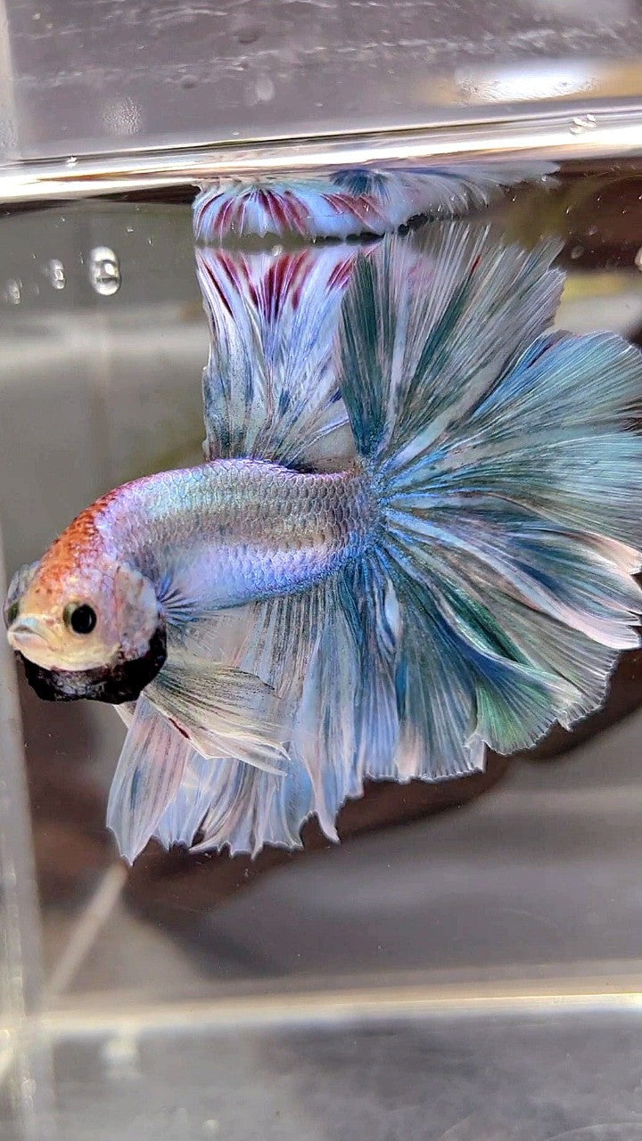 XL HALFMOON OVERTAIL ROSETAIL BLUE GRIZZLE BETTA FISH