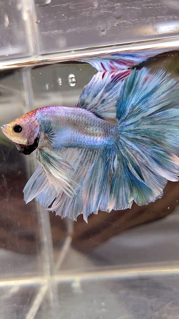 XL HALFMOON OVERTAIL ROSETAIL BLUE GRIZZLE BETTA FISH