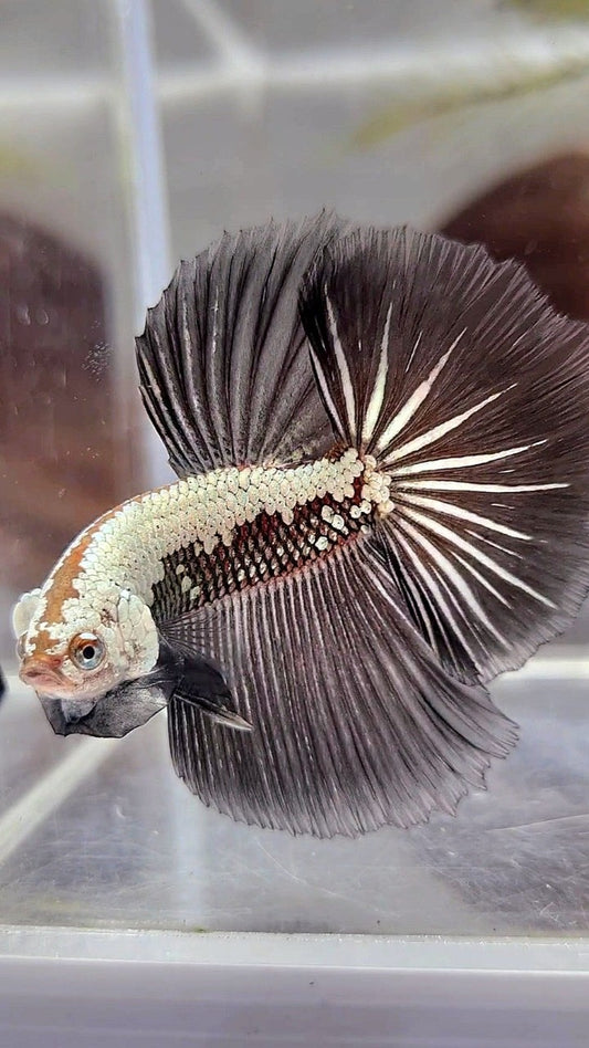 HALFMOON ROSETAIL BLACK SAMURAI STARTAIL BETTA FISH