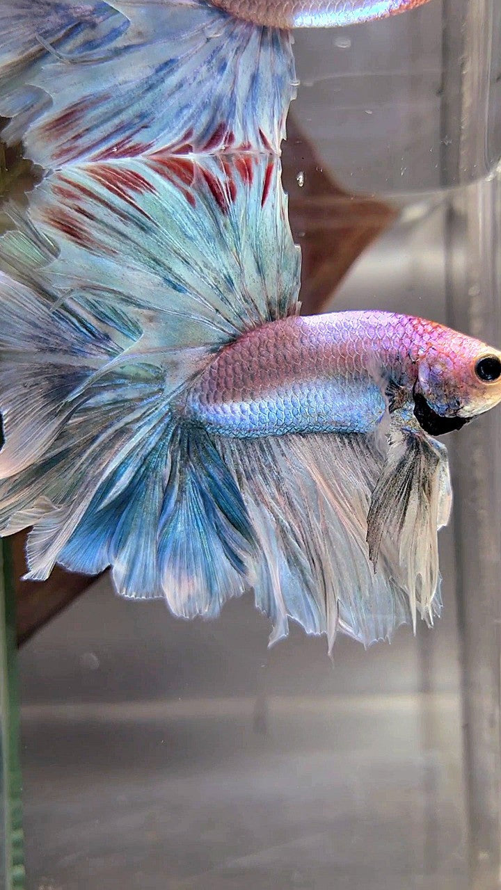 XL HALFMOON OVERTAIL ROSETAIL BLUE GRIZZLE BETTA FISH