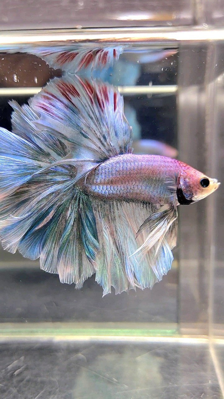 XL HALFMOON OVERTAIL ROSETAIL BLUE GRIZZLE BETTA FISH