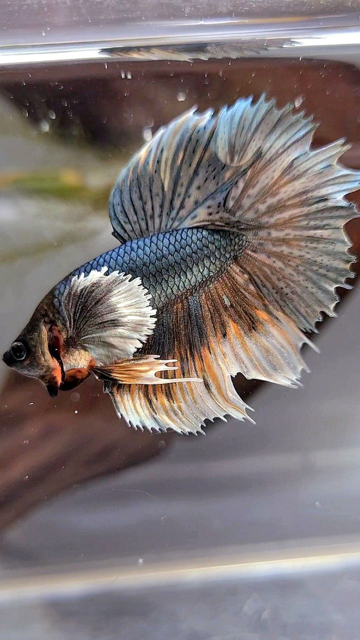 HALFMOON DUMBO EAR COPPER YELLOW BETTA FISH