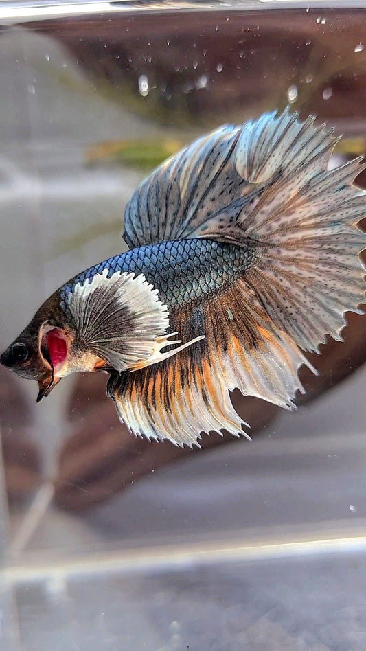 HALFMOON DUMBO EAR COPPER YELLOW BETTA FISH