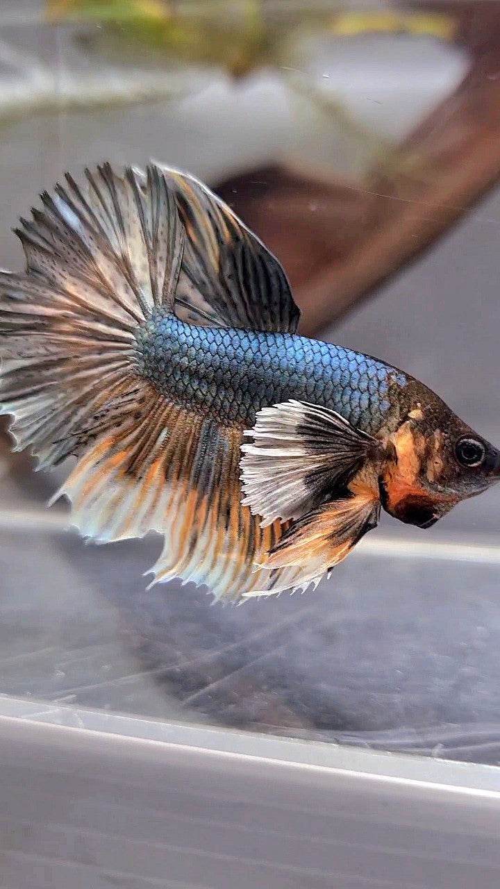 HALFMOON DUMBO EAR COPPER YELLOW BETTA FISH