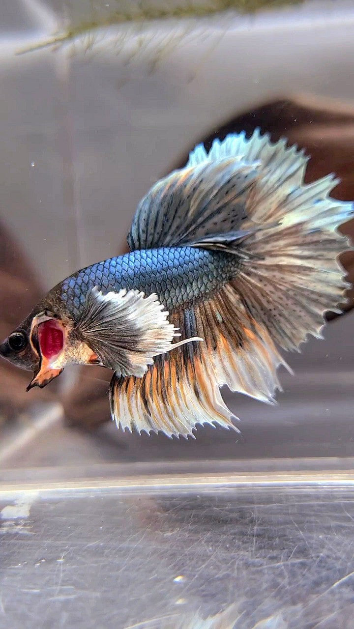 HALFMOON DUMBO EAR COPPER YELLOW BETTA FISH