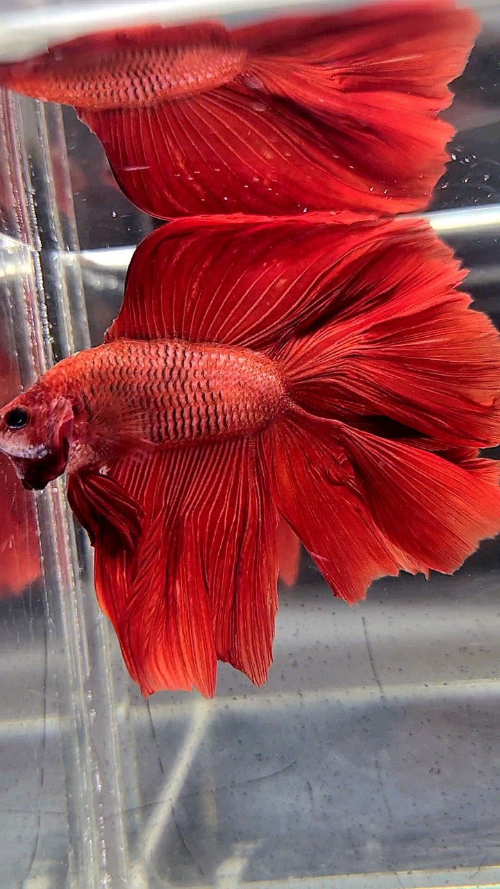 HALFMOON DOUBLE TAIL SUPER RED BETTA FISH