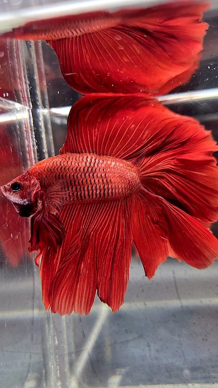 HALFMOON DOUBLE TAIL SUPER RED BETTA FISH