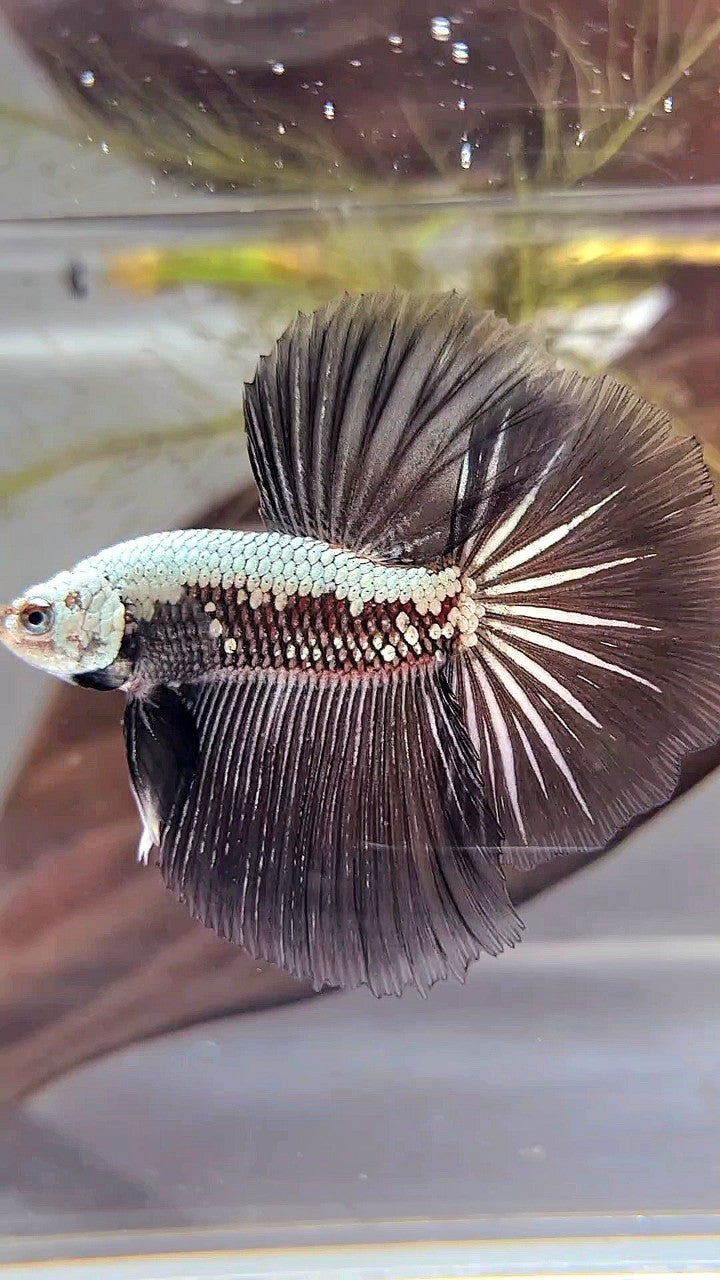 HALFMOON ROSETAIL BLACK SAMURAI STARTAIL BETTA FISH