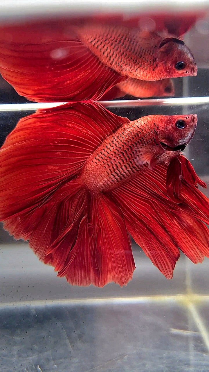 HALFMOON DOUBLE TAIL SUPER RED BETTA FISH