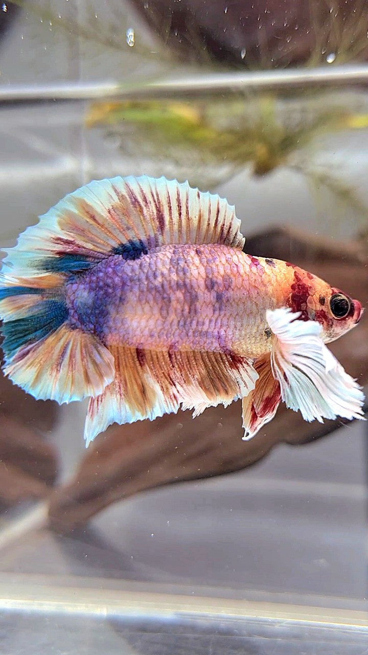 PLAKAT DUMBO EAR PURPLE ORANGE MULTICOLOR BETTA FISH