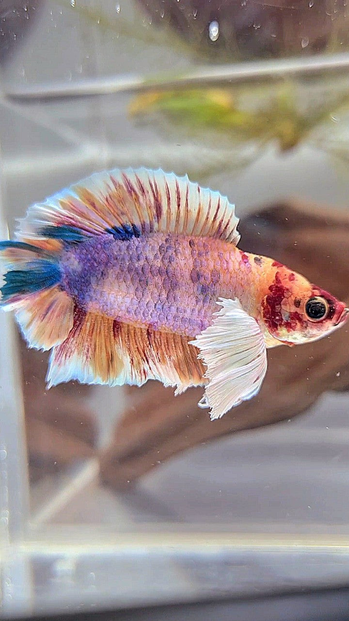 PLAKAT DUMBO EAR PURPLE ORANGE MULTICOLOR BETTA FISH