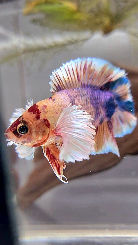 PLAKAT DUMBO EAR PURPLE ORANGE MULTICOLOR BETTA FISH