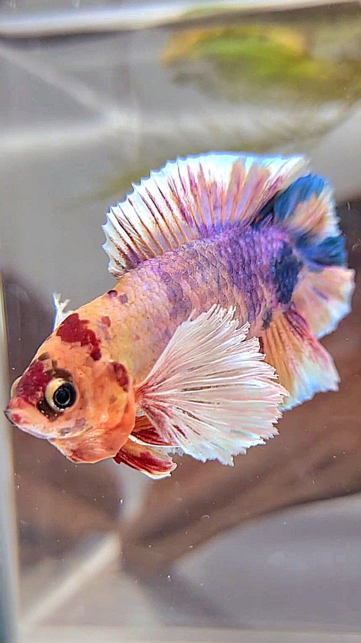 PLAKAT DUMBO EAR PURPLE ORANGE MULTICOLOR BETTA FISH