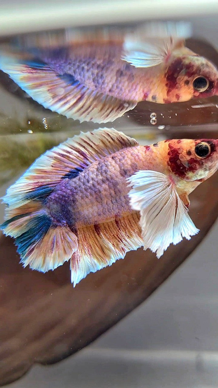 PLAKAT DUMBO EAR PURPLE ORANGE MULTICOLOR BETTA FISH