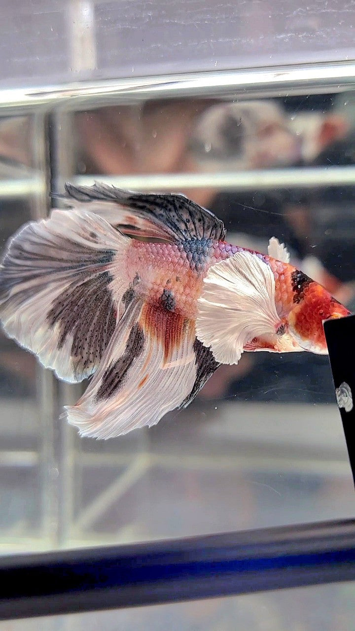 HALFMOON DUMBO EAR WHITE COPPER MULTICOLOR BETTA FISH