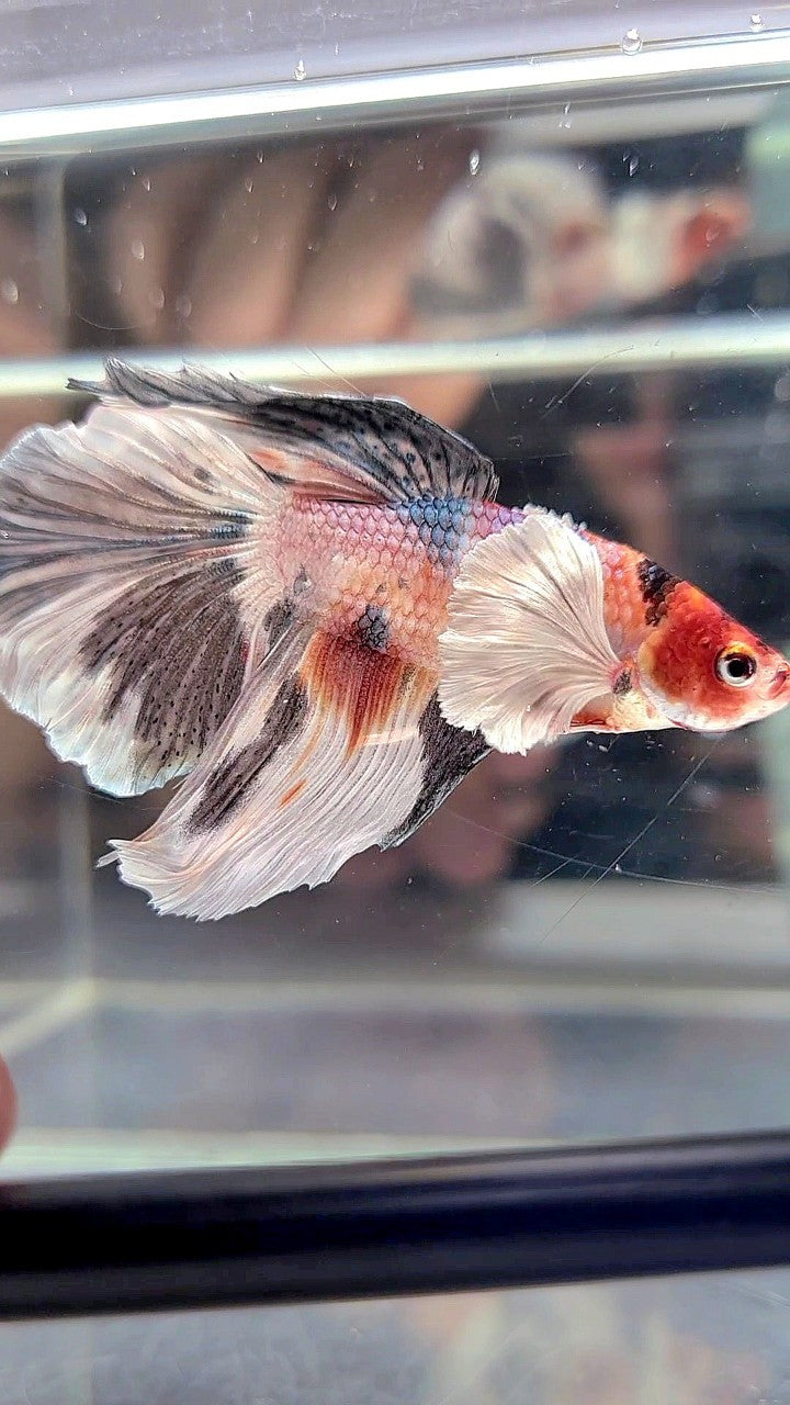 HALFMOON DUMBO EAR WHITE COPPER MULTICOLOR BETTA FISH