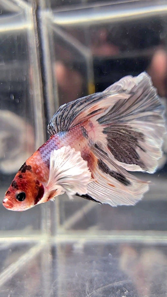 HALFMOON DUMBO EAR WHITE COPPER MULTICOLOR BETTA FISH