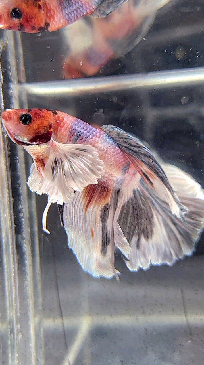 HALFMOON DUMBO EAR WHITE COPPER MULTICOLOR BETTA FISH