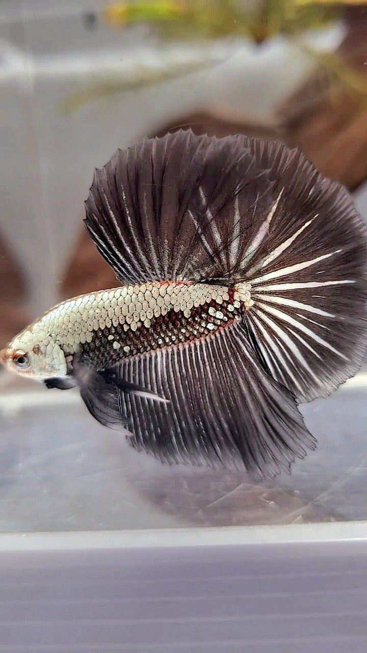 HALFMOON ROSETAIL BLACK SAMURAI STARTAIL BETTA FISH