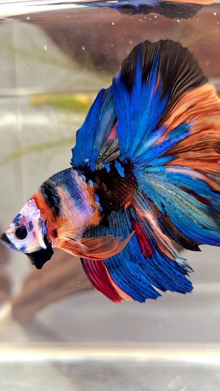 BONSAI HALFMOON ROSETAIL RAINBOW GALAXY MULTICOLOR BETTA FISH