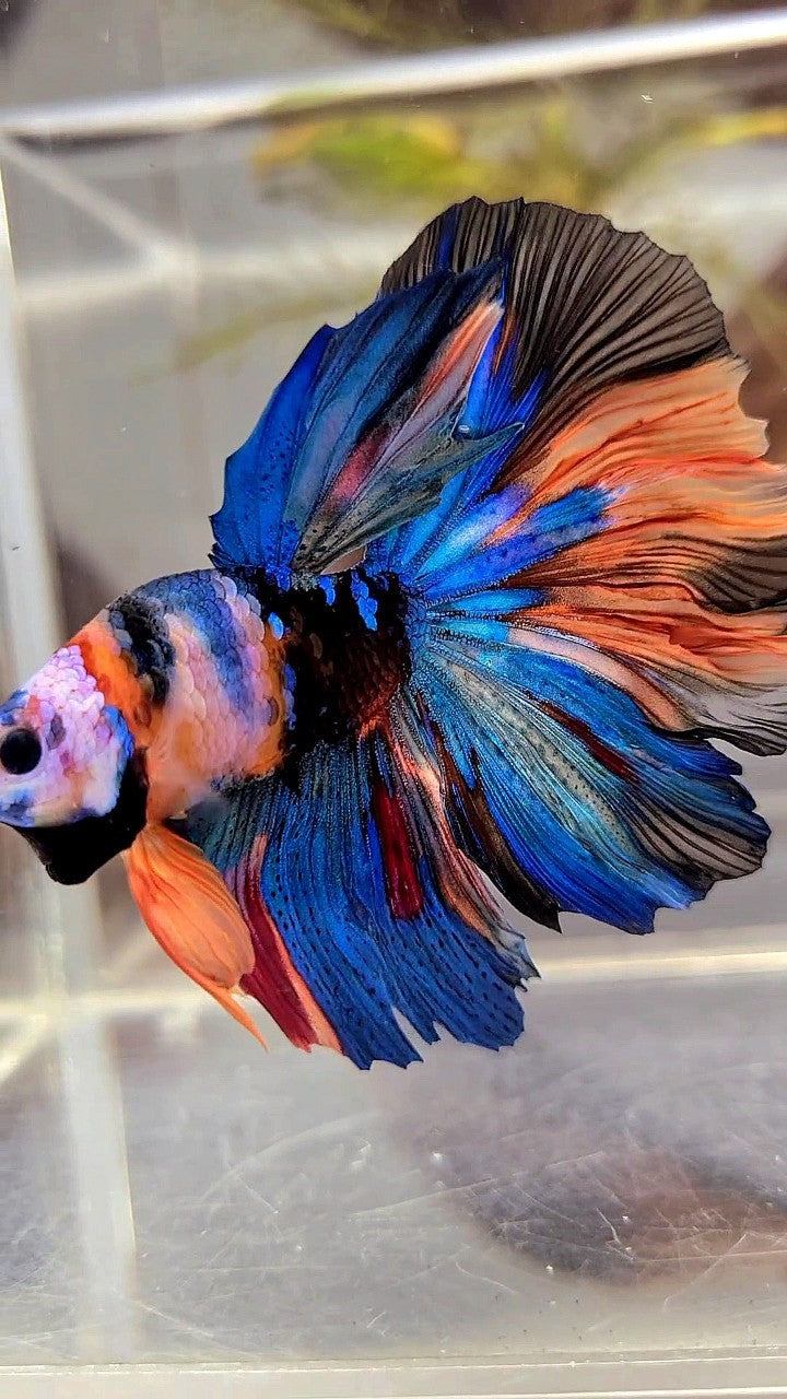 BONSAI HALFMOON ROSETAIL RAINBOW GALAXY MULTICOLOR BETTA FISH