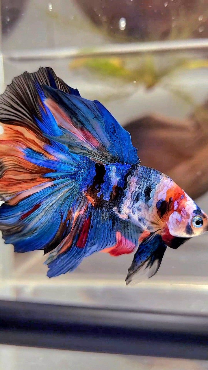 BONSAI HALFMOON ROSETAIL RAINBOW GALAXY MULTICOLOR BETTA FISH