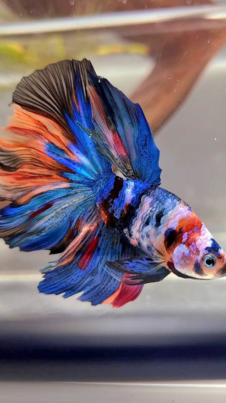 BONSAI HALFMOON ROSETAIL RAINBOW GALAXY MULTICOLOR BETTA FISH