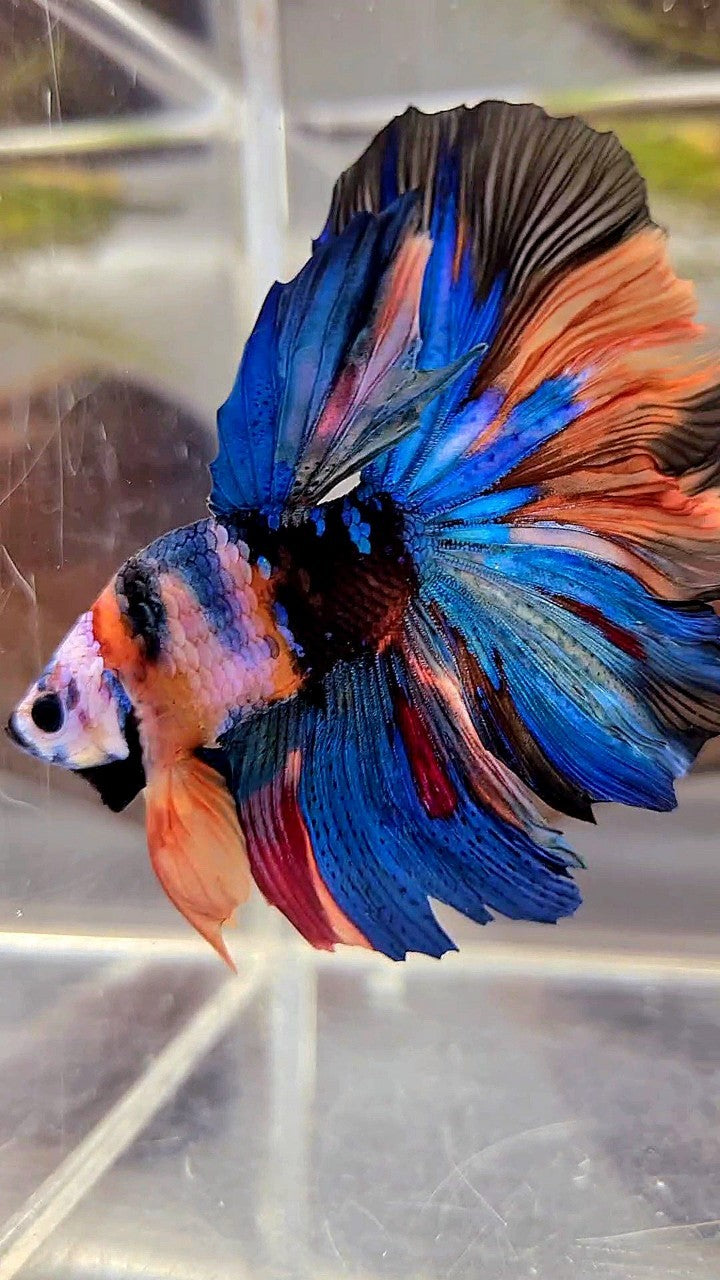 BONSAI HALFMOON ROSETAIL RAINBOW GALAXY MULTICOLOR BETTA FISH