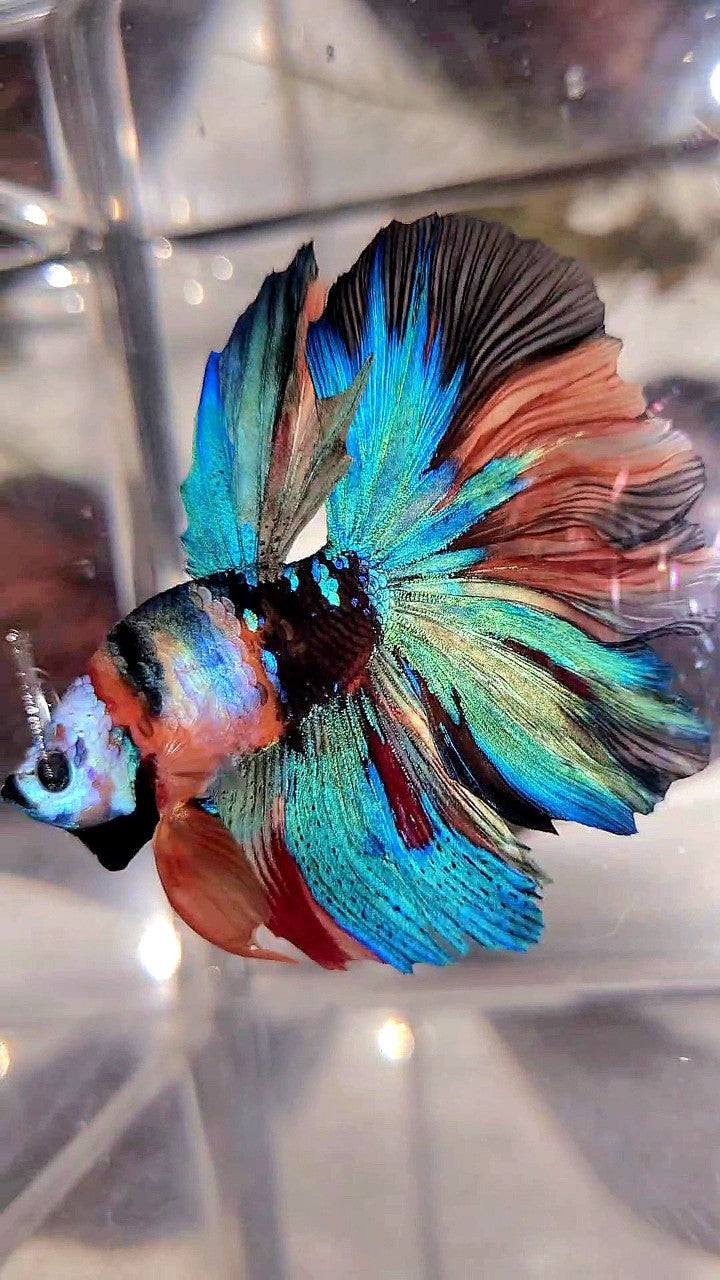 BONSAI HALFMOON ROSETAIL RAINBOW GALAXY MULTICOLOR BETTA FISH