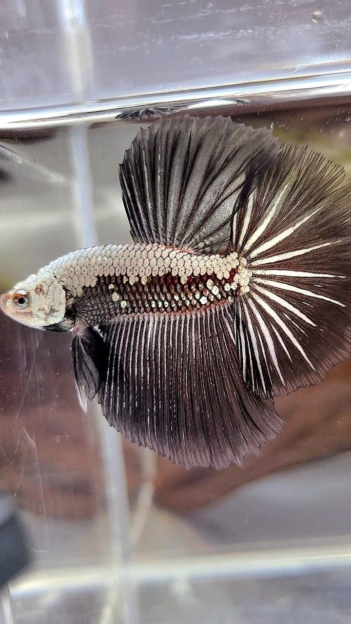 HALFMOON ROSETAIL BLACK SAMURAI STARTAIL BETTA FISH