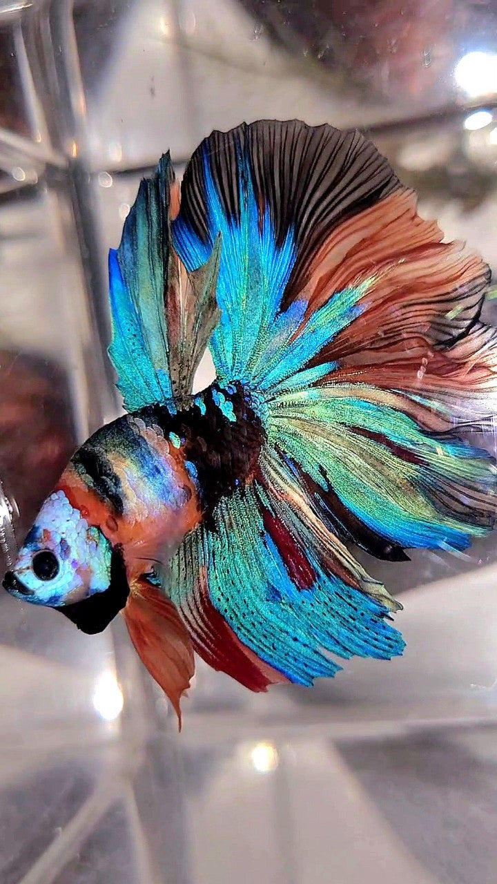 BONSAI HALFMOON ROSETAIL RAINBOW GALAXY MULTICOLOR BETTA FISH