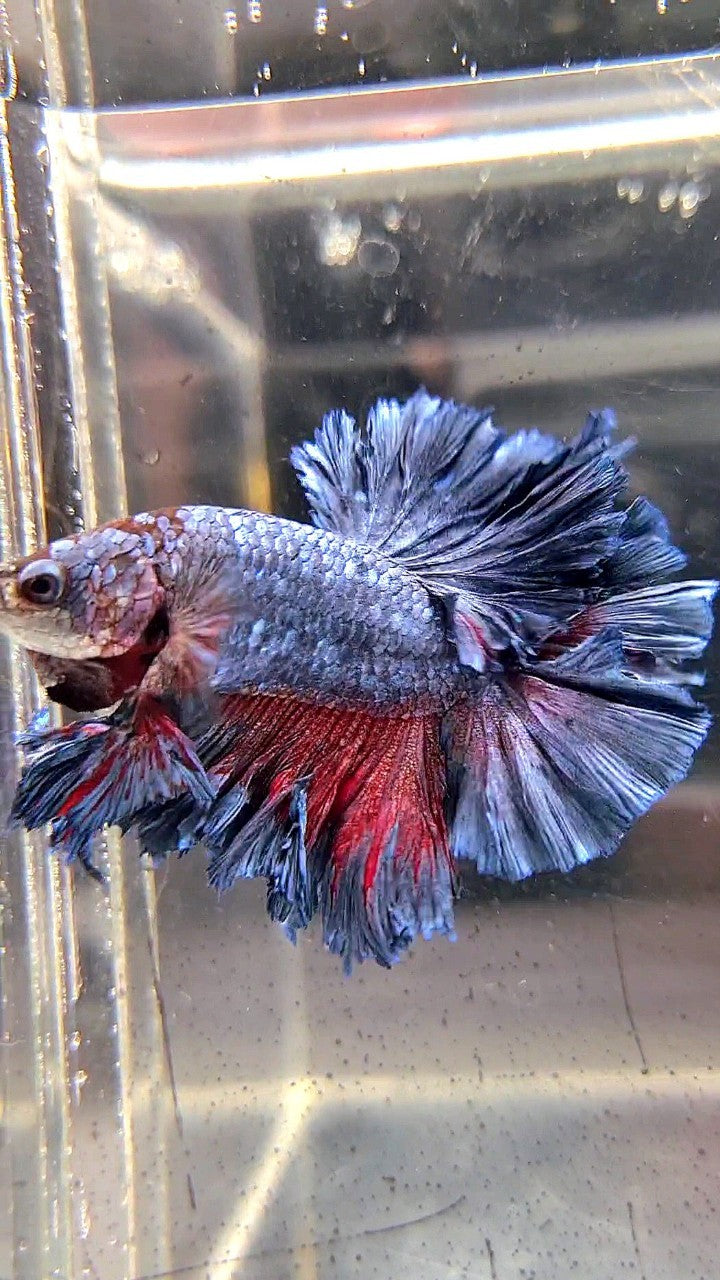 KING ROSETAIL HALFMOON DARK BLUE GRAY BETTA FISH