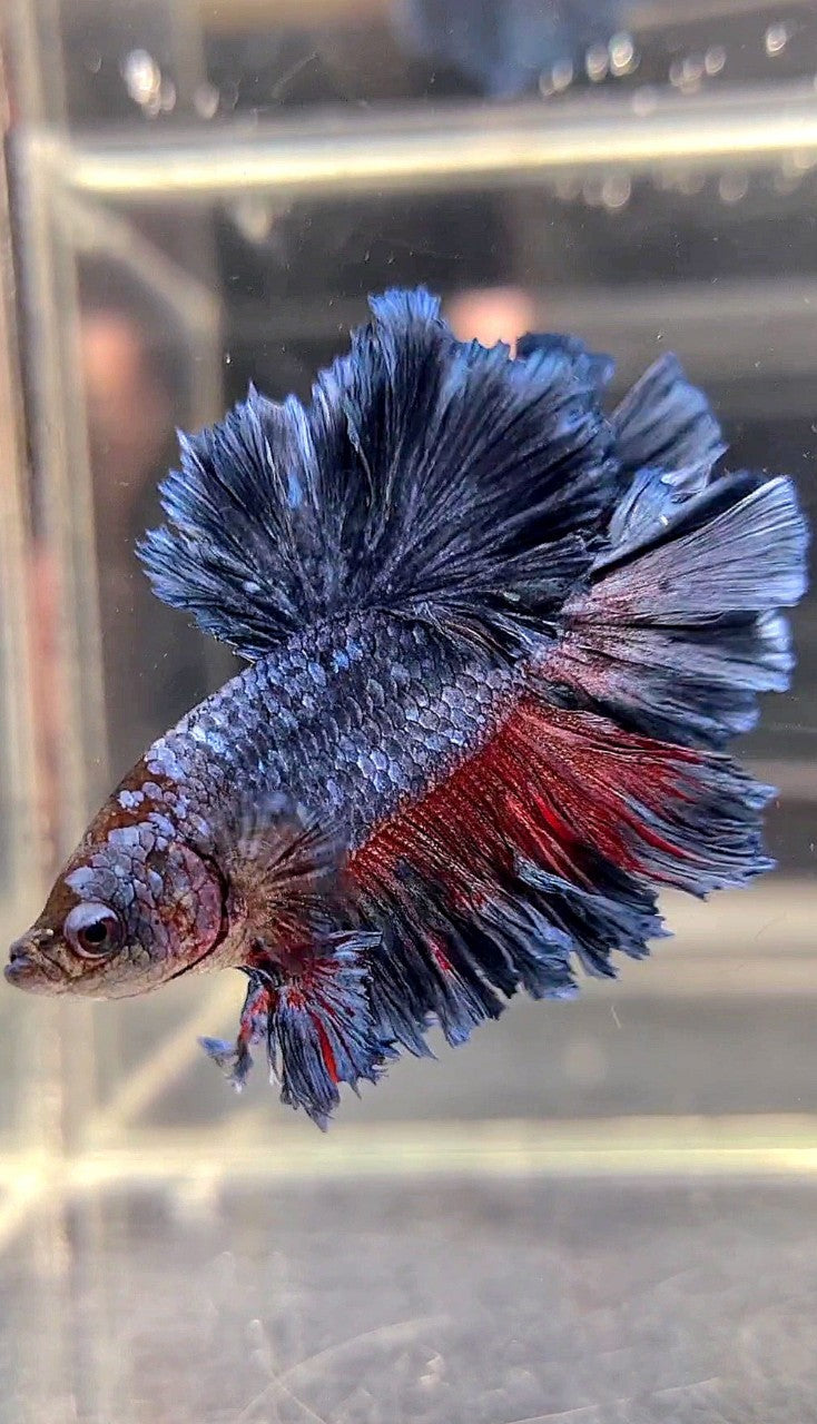 KING ROSETAIL HALFMOON DARK BLUE GRAY BETTA FISH