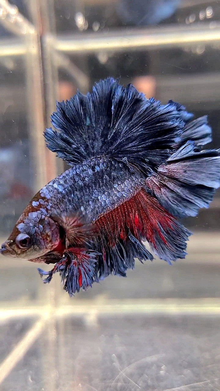 KING ROSETAIL HALFMOON DARK BLUE GRAY BETTA FISH