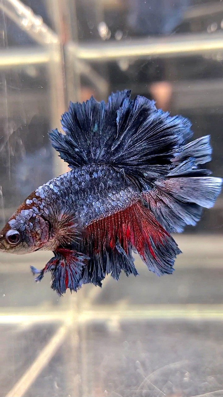 KING ROSETAIL HALFMOON DARK BLUE GRAY BETTA FISH