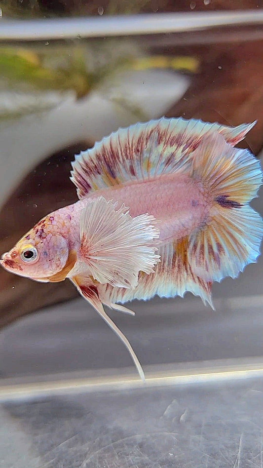 PLAKAT DOUBLE TAIL DUMBO EAR WHITE MULTICOLOR BETTA FISH