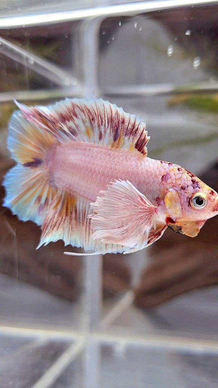 PLAKAT DOUBLE TAIL DUMBO EAR WHITE MULTICOLOR BETTA FISH