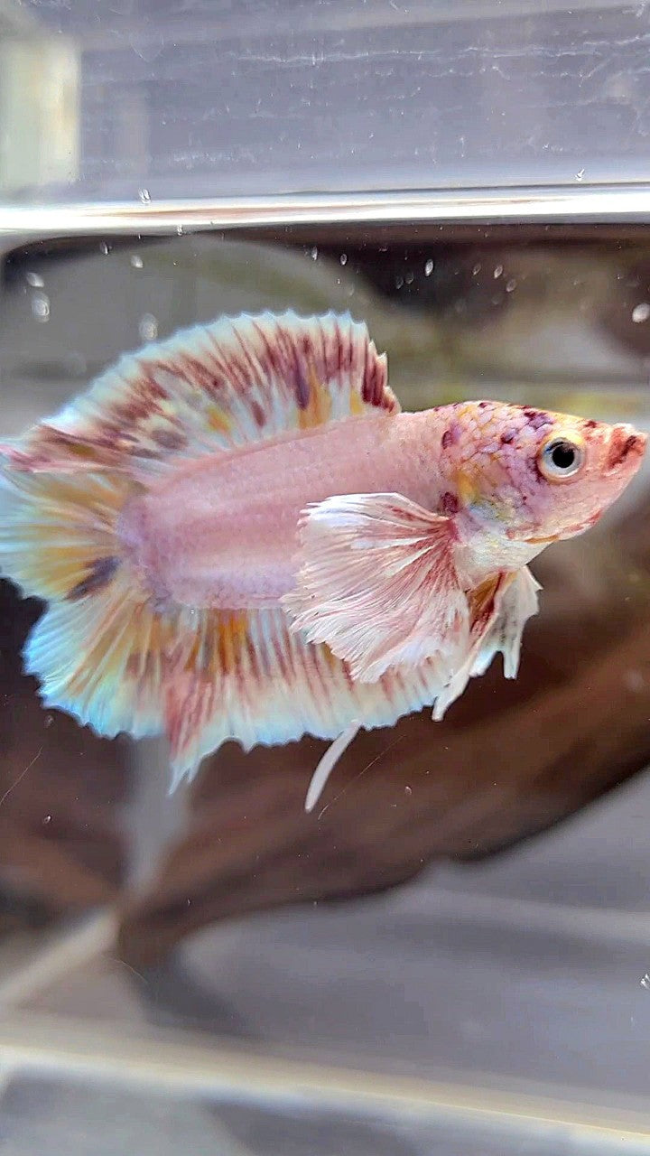 PLAKAT DOUBLE TAIL DUMBO EAR WHITE MULTICOLOR BETTA FISH