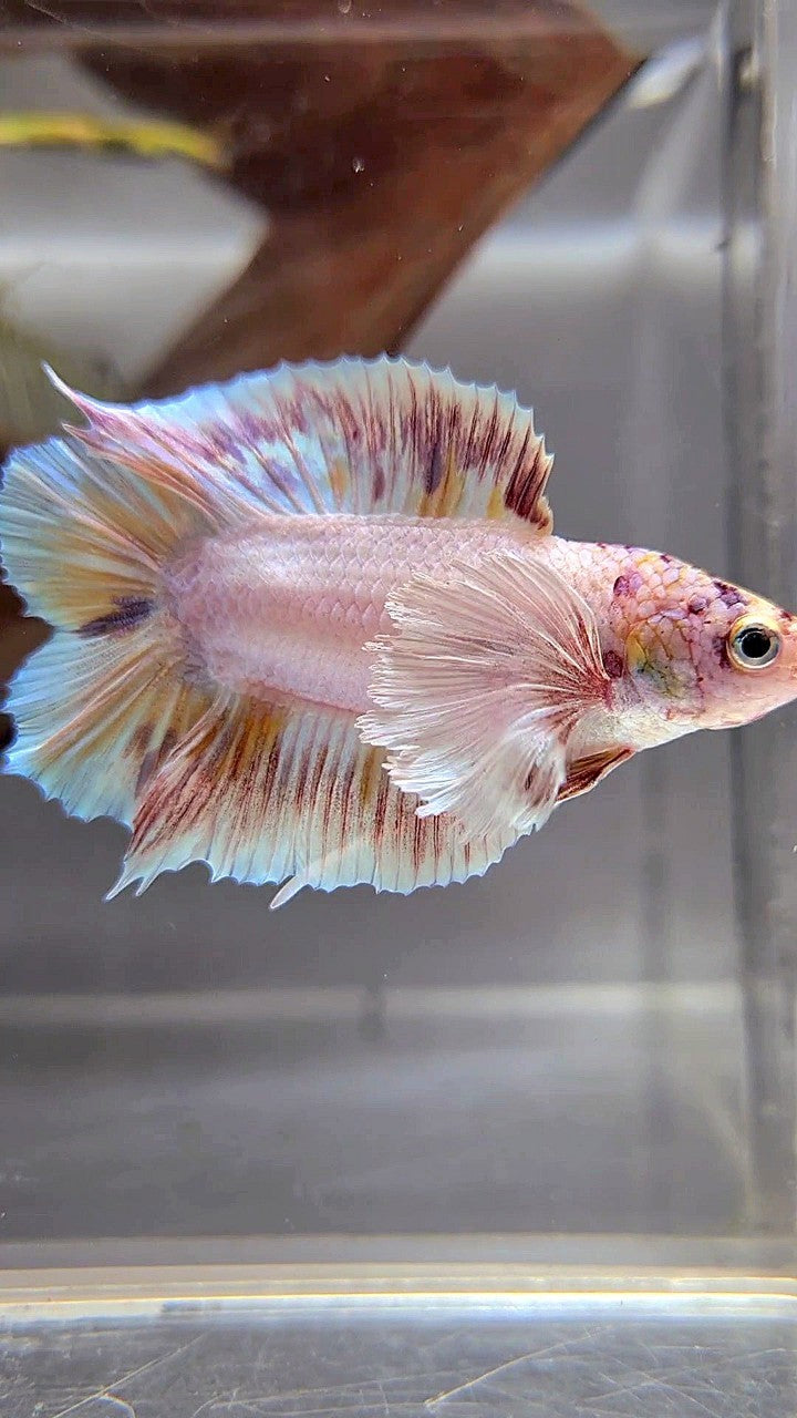 PLAKAT DOUBLE TAIL DUMBO EAR WHITE MULTICOLOR BETTA FISH